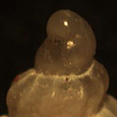 Mangelia multilineolata?